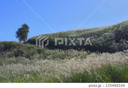 細野高原 細野高原 135498104
