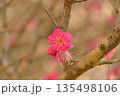 紅梅 135498106