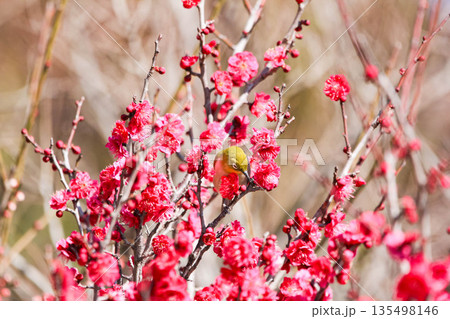 梅の花の蜜を求めるメジロ 135498146