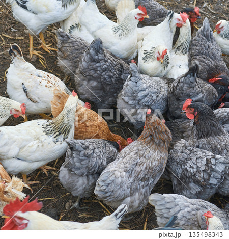 Flock of mixed breed chickens pecking on farmyard ground in daylight Flock of mixed breed chickens pecking on farmyard ground in daylight 135498343