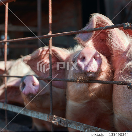 Close-up of pigs behind rusty metal fence on farm during daytime Close-up of pigs behind rusty metal fence on farm during daytime 135498344