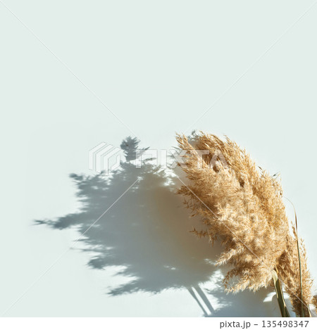 Minimalist composition with pampas grass casting shadow on light background 135498347