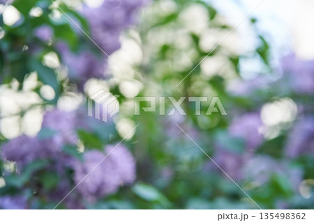 Abstract nature background with blurred purple lilacs and green leafy foliage Abstract nature background with blurred purple lilacs and green leafy foliage 135498362