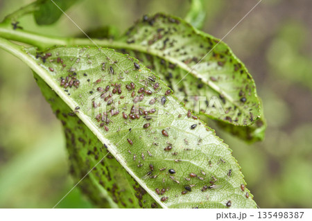 Close up of aphid infestation on green leaves in garden with visible insects Close up of aphid infestation on green leaves in garden with visible insects 135498387