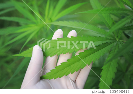 hand hold cannabis leaf for checking quality of plant in organic farm hand hold cannabis leaf for checking quality of plant in organic farm 135498415