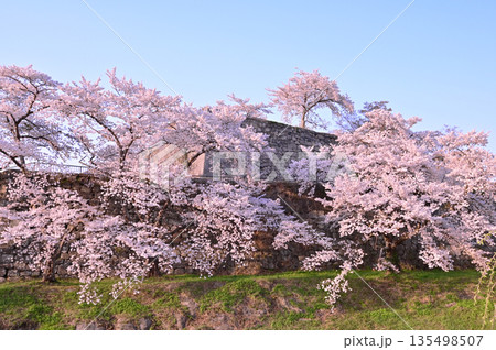 白河小峰城跡 桜 白河小峰城跡 桜 135498507
