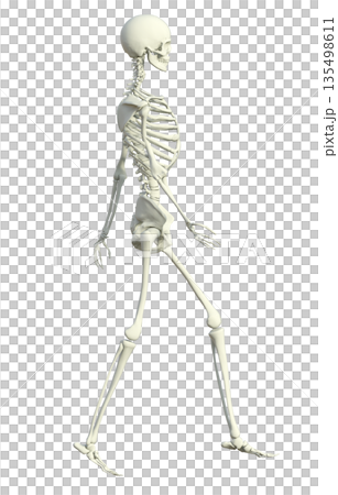 Skeleton human body model 3D illustration of a female skeleton walking with her legs crossed, full body sideways 135498611