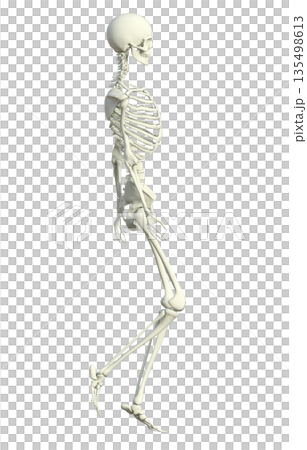 骸骨 人体模型 骨格標本の女性が立っている3Dイラスト 全身横向き 135498613