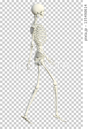 骸骨 人体模型 骨格標本の女性が歩いている3Dイラスト 全身横向き 骸骨 人体模型 骨格標本の女性が歩いている3Dイラスト 全身横向き 135498614