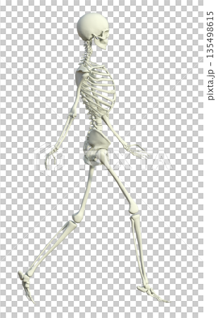 3D illustration of a skeleton female skeletal specimen walking with both hands, full body sideways 135498615