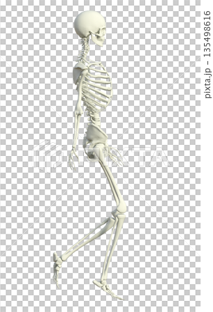 骨骼標本三維插圖，描繪了一名女性人體模型側身行走的情景 135498616