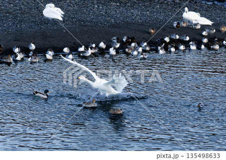 水しぶきを上げ、無事に着水した白鳥 水しぶきを上げ、無事に着水した白鳥 135498633