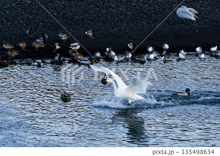 水しぶきを上げて着水する白鳥 水しぶきを上げて着水する白鳥 135498634