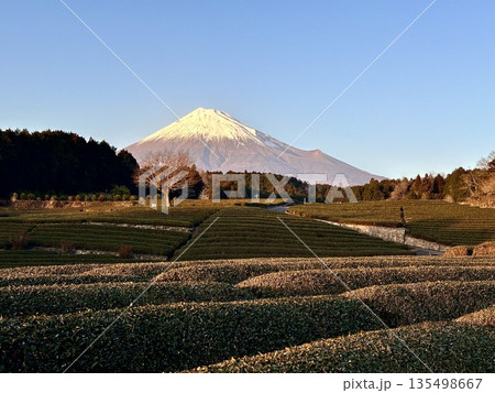 夕方の茶畑から見る富士山 135498667