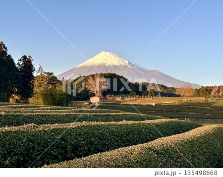 お茶畑と富士山 お茶畑と富士山 135498668