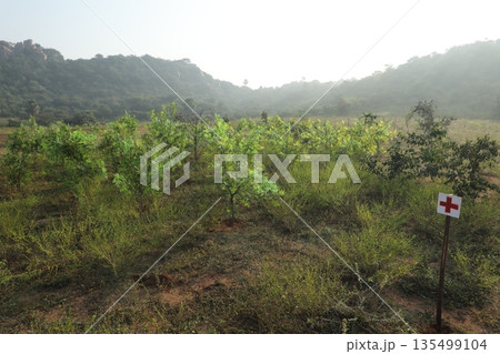 Cannabis Plants in a field Odisha Koraput 135499104