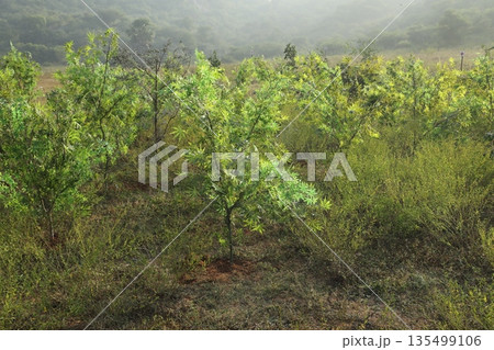 Cannabis Plants in a field Odisha Koraput 135499106