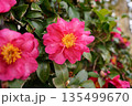 ピンクのサザンカの花 135499670