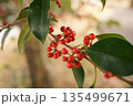 赤い実のクロガネモチ 135499671