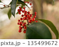 冬に実る赤い実のクロガネモチ 135499672