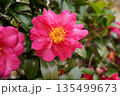 ピンクがかった山茶花 135499673