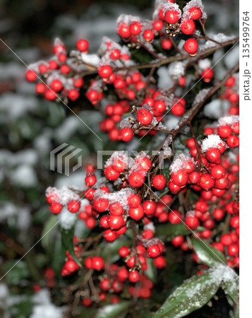 雪と南天 135499764