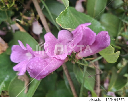 Close-up of pink flower blooming among green leaves, natural garden scenery, vibrant colors, fresh beauty, seasonal floral growth Close-up of pink flower blooming among green leaves, natural garden scenery, vibrant colors, fresh beauty, seasonal floral growth 135499773