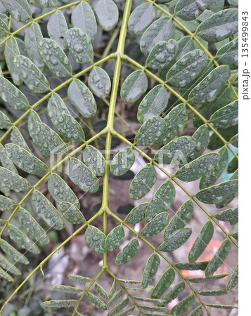 Close-Up Of Green Compound Leaves With Rain Droplets On Fresh Foliage After Morning Mist 135499843