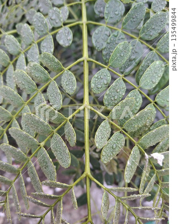 Close-Up Of Green Compound Leaves With Rain Droplets On Fresh Foliage After Morning Mist 135499844