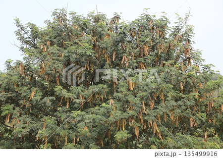 Tree in the Nature Hyderabad India Tree in the Nature Hyderabad India 135499916