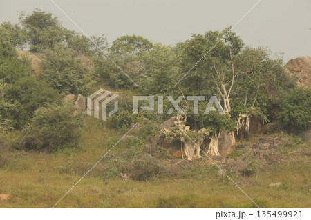 Tree in the Nature Hyderabad India 135499921