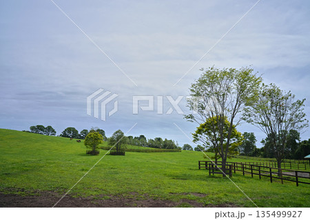 牧場の丘に立つ木 135499927