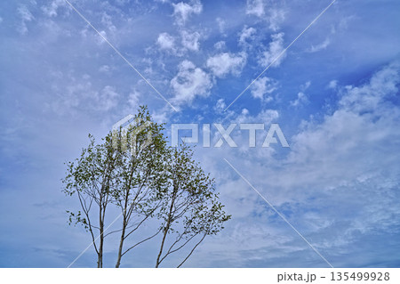 青空に映える木 青空に映える木 135499928