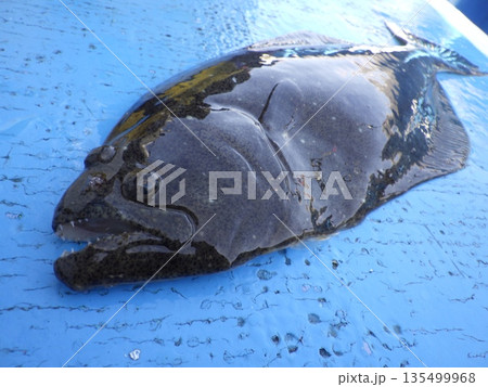 天然ヒラメが釣れたよ 135499968