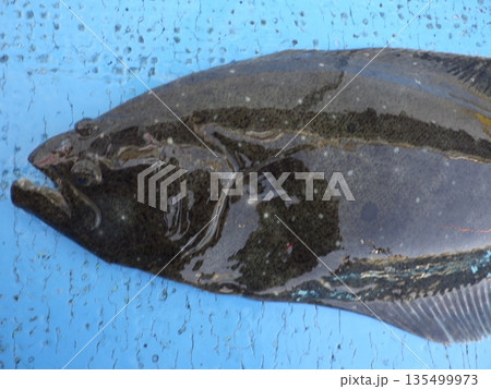 天然ヒラメが釣れたよ 135499973