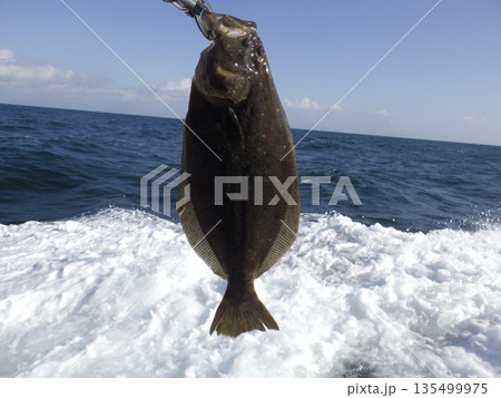 天然ヒラメが釣れたよ 135499975