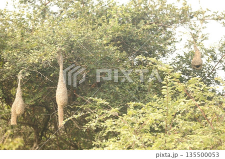 Sparrow's Nest on the tree 135500053