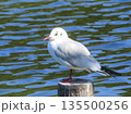 木の杭にとまるユリカモメ 135500256