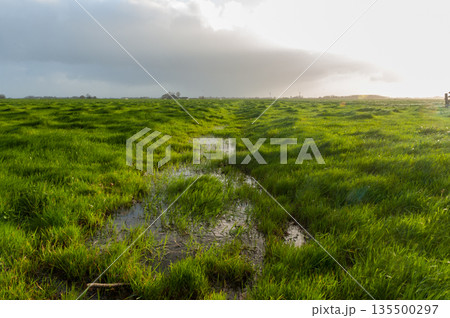 Early morning in the Frysian Countryside Early morning in the Frysian Countryside 135500297