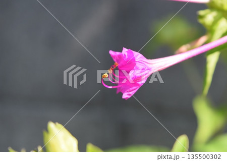 オシロイバナの花 オシロイバナの花 135500302