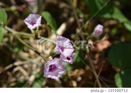ホシアサガオの花 ホシアサガオの花 135500713