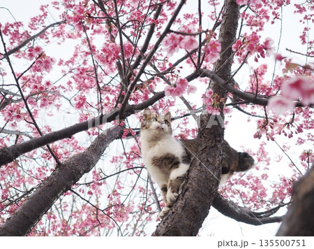 桜の木と猫 桜の木と猫 135500751