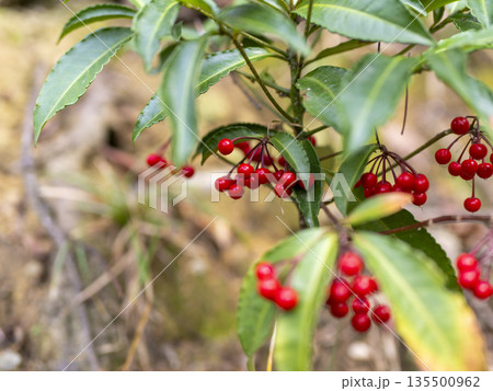 野山に生える万両 野山に生える万両 135500962