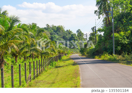 A road on Koh koh tao island in Thailand surrounded by palm trees and palm plantations. vacation and road trip in the tropics. High quality photo 135501184
