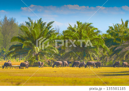 A herd of Asian water buffaloes grazing near palm trees in the Thai rainforest on Koh koh tao island. Buffaloes grazing in the dry season. Animal husbandry and agriculture in Southeast Asia. High A herd of Asian water buffaloes grazing near palm trees in the Thai rainforest on Koh koh tao island. Buffaloes grazing in the dry season. Animal husbandry and agriculture in Southeast Asia. High 135501185