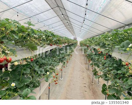 いちごハウス いちごハウス 135501340