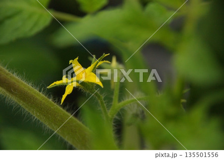 トマトの花 トマトの花 135501556