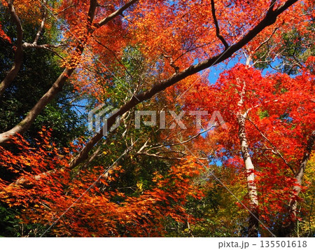 河内長野市 観心寺の紅葉 河内長野市 観心寺の紅葉 135501618