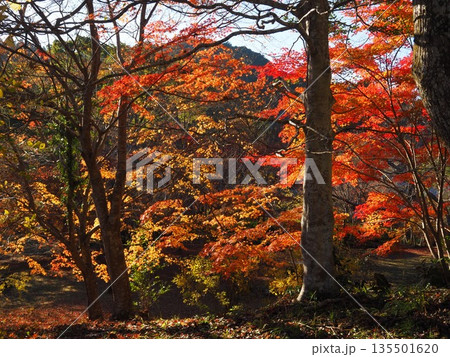 河内長野市　観心寺の紅葉 135501620