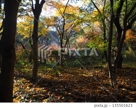 河内長野市 観心寺の紅葉 河内長野市 観心寺の紅葉 135501623